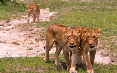 Murchison Falls National Park