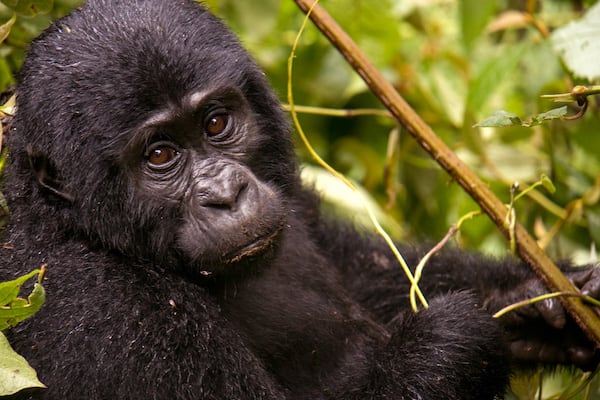 Gorilas y Muzungu