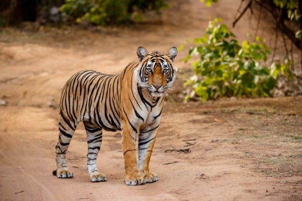 Viaje Fotográfico India Tigres
