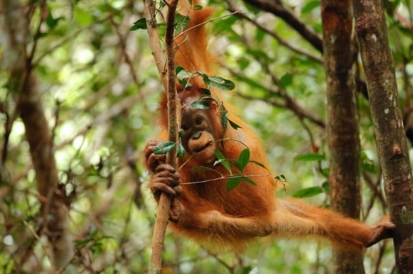 Viaje Fotográfico Indonesia